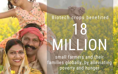 Biotech crops have helped farmers globally, by increasing production and making livelihoods  sustainable.