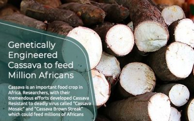 Disease Resistant Cassava awaits Government’s nod. If released, could feed Millions of people in Africa