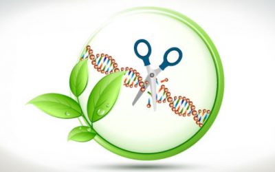AgroSpectrum – Gene editing as the next gen plant breeding tool for breeders