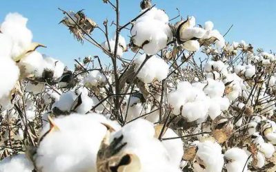 Bloombergquint – Government Hikes Bt Cotton Price By 5% To Rs 767 Per Packet For 2021-22