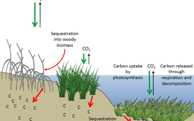 Using crops and wetlands to absorb Carbon from atmosphere