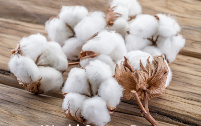 Federation of Seed Industry, Alliance for Agri Innovation celebrates World Cotton Day – AgriTimes – 6 Oct