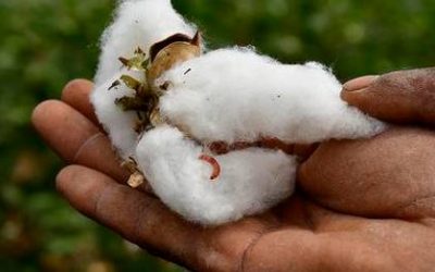 No scientific basis to GM crops’ regulation – Business Line – 8 Nov