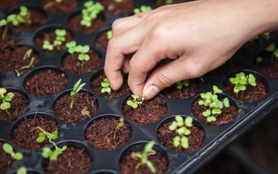 Seed innovation for plant health