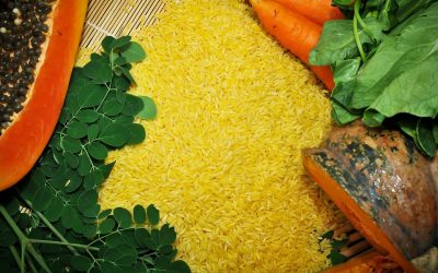 Philippines approves golden rice for food, feed & processing – a step towards eradicating VAD