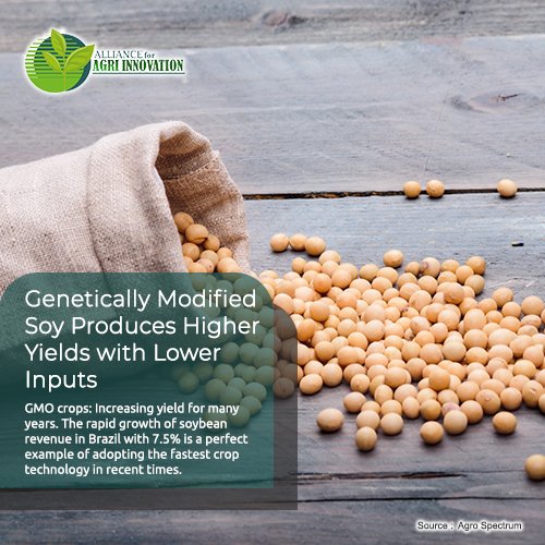 genetically modified soybean research paper