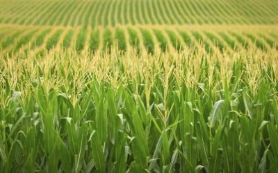 Suitable Crops for Bio-ethanol Production