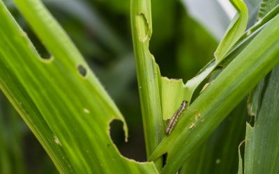 Impact of Climate Change on Plant Pest : How It can be Avoided?