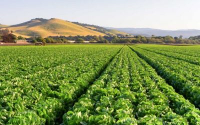 Building a Sustainable Global Food Supply Chain with Smart Agricultural Practices