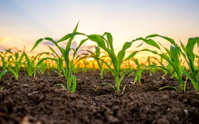 GM Crop is a Viable Answer to Deal with Climate Stress
