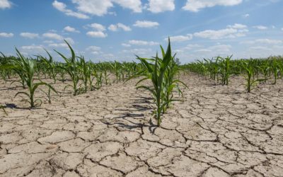 India needs drought tolerant crops