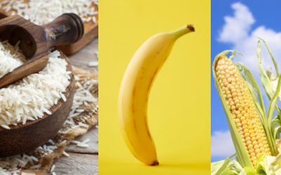 Vitamin A Rich Rice, Banana and Maize and their Societal Impact